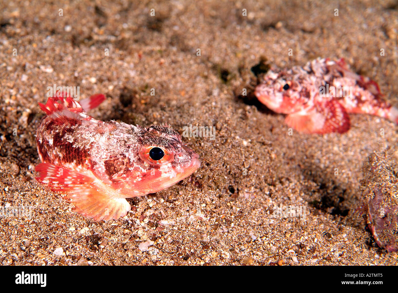 Rainbow scorpionfish in the Galapagos Archipelago Stock Photo