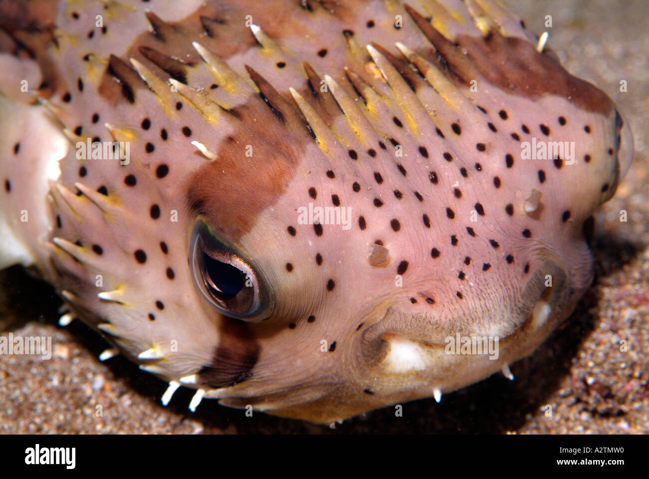 Balloonfish in the Galapagos Archipelago Stock Photo - Alamy