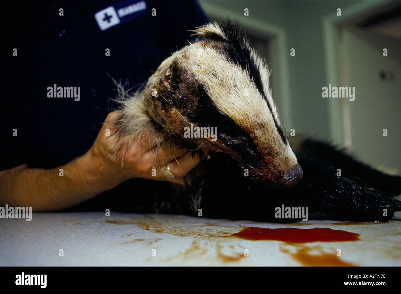 blue cross worker showing damage to head of dead badger a suspected victim of baiting oxfordshire 1991 Stock Photo