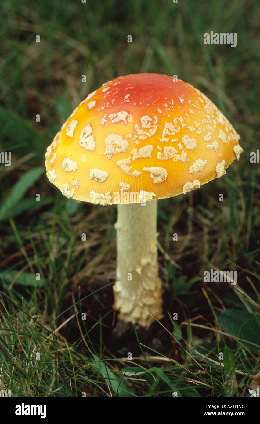 A fly agaric mushroom (Amanita muscaria) growing on a suburban lawn in Vermont, New England, USA. Stock Photo