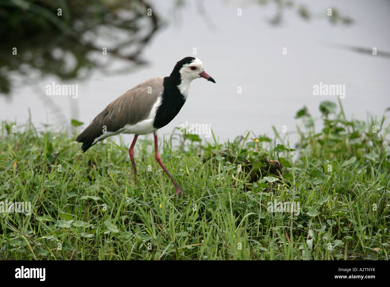 LONG TOED LAPWING Vanellus crassirostris Tanzania Stock Photo
