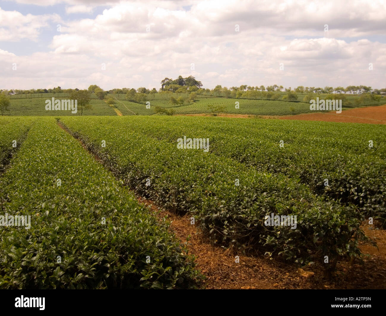 tea plantation vietnam Stock Photo