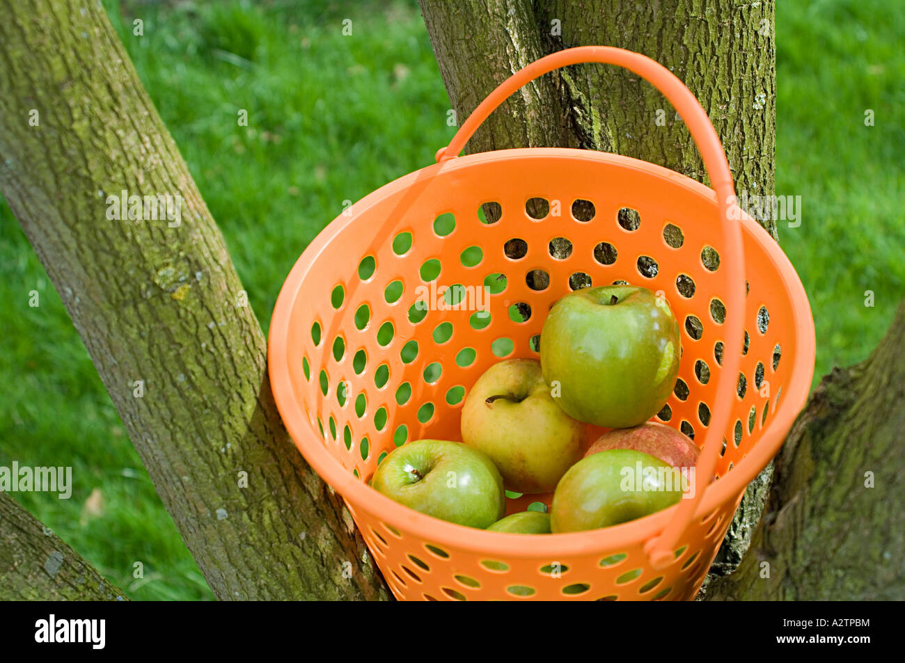 Basket of apples in a tree Stock Photo Alamy