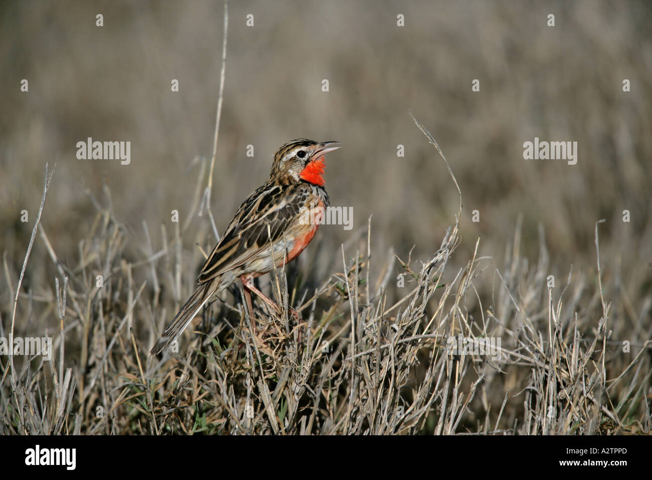 ROSY BREASTED LONGCLAW Macronyx ameliae Tanzania Stock Photo