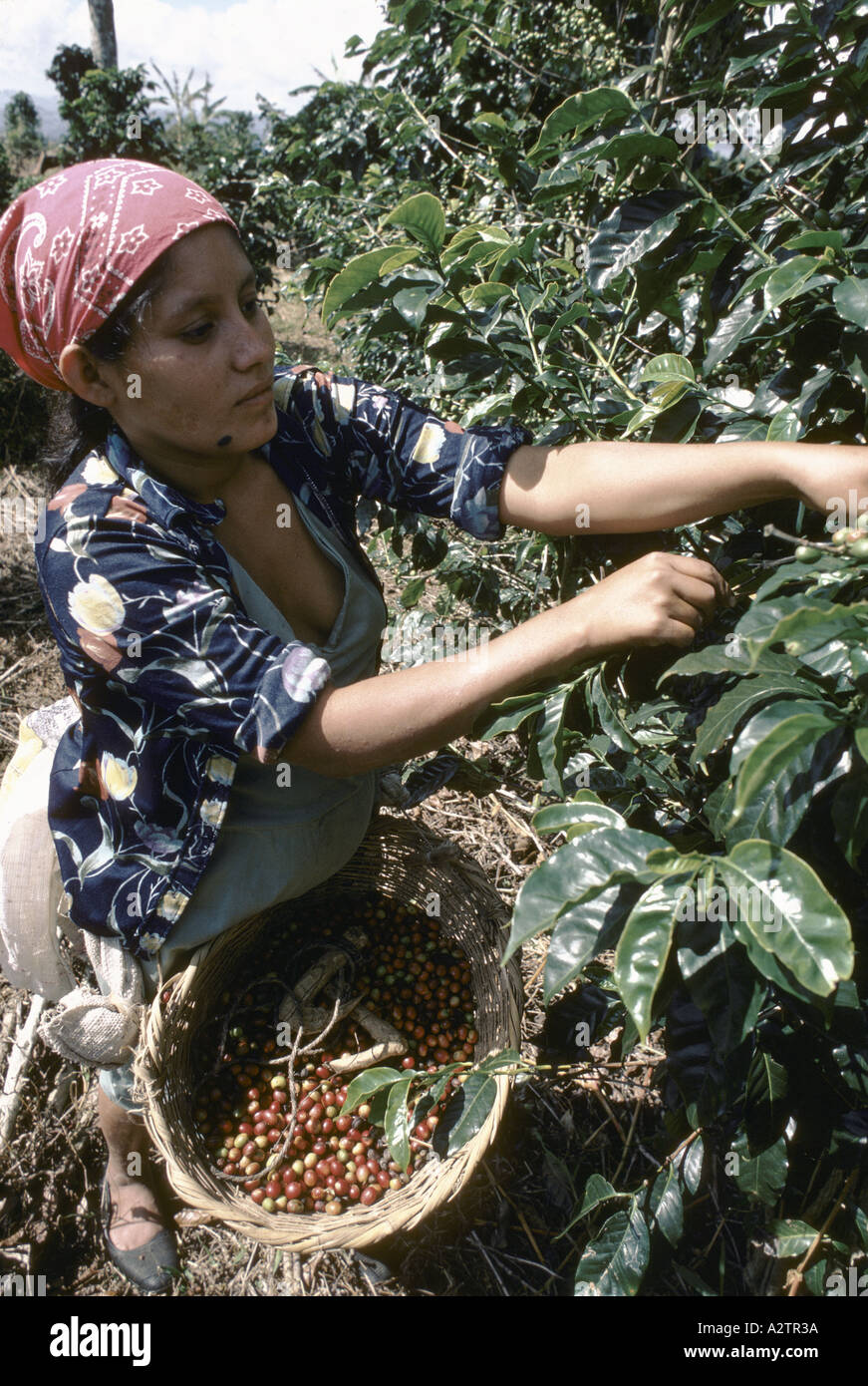 Matagalpa hires stock photography and images Alamy