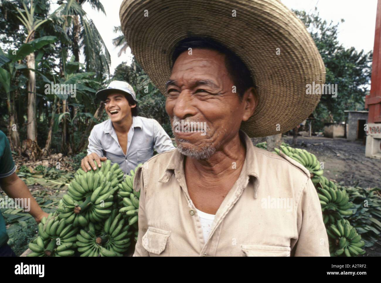 mexico tabasco state men working in a banana plantation Stock Photo
