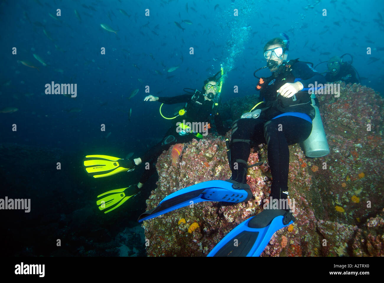 Divers sitting on a rock and waving in Galapagos Underwater Stock Photo ...