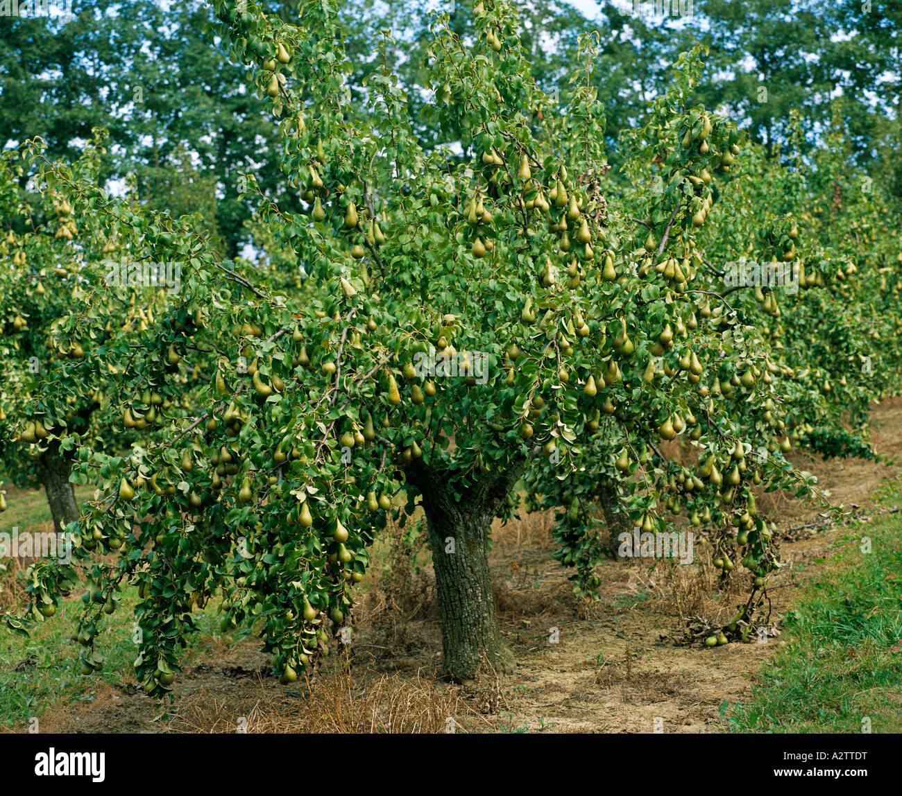 A Pear tree with ripe fruits ready for harvesting on a commercial orchard, Pyrus communis, Gloucestershire UK Stock Photo