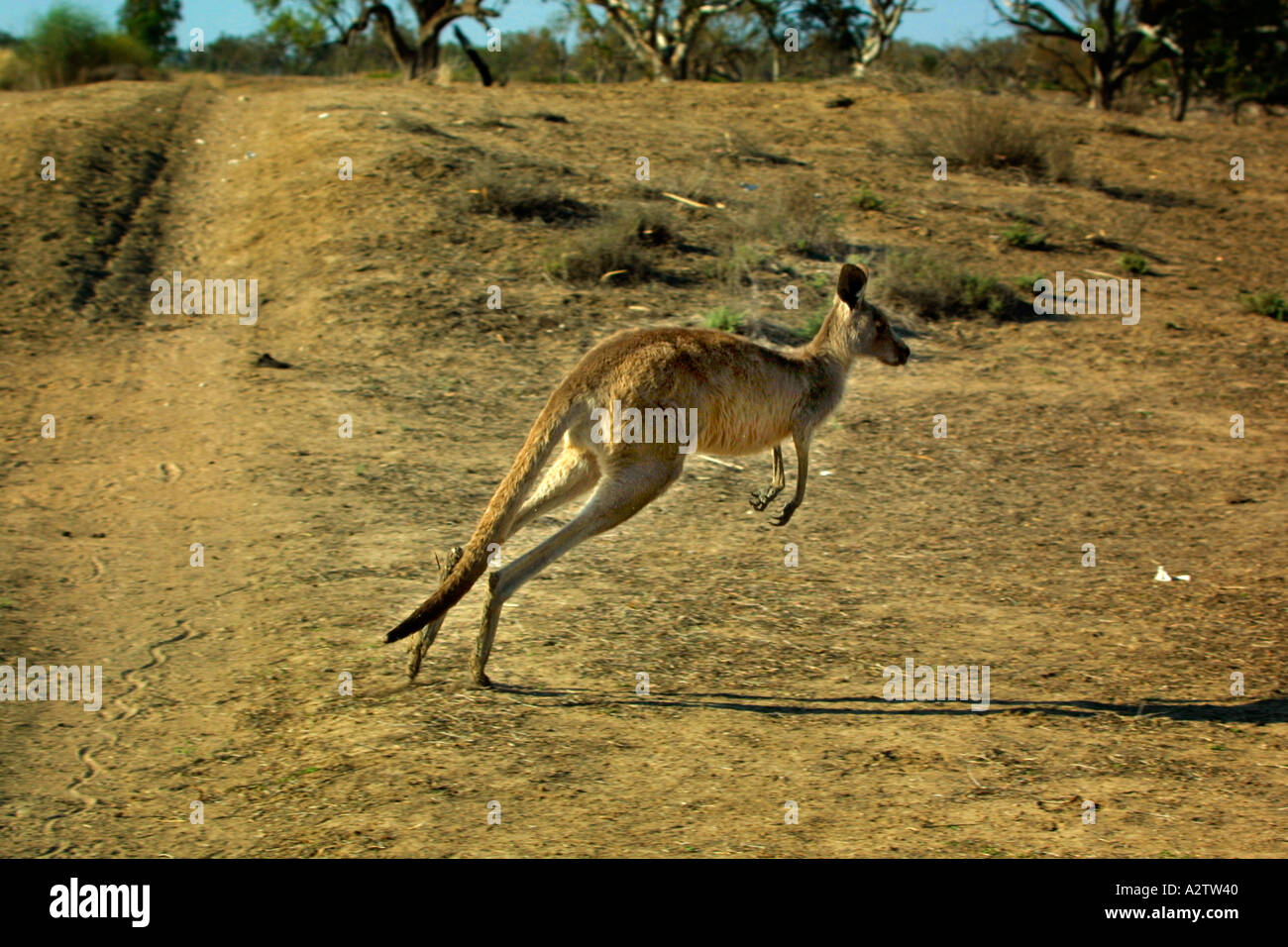 An emaciated Kangaroo during drought conditions in Western New South Wales Australia Stock Photo