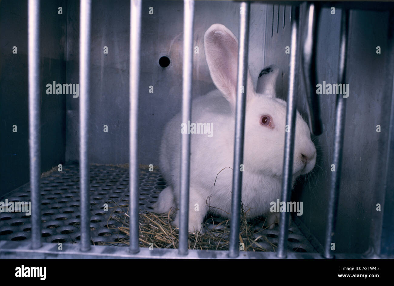 medical research on animals rabbits bred for experiments 1991 Stock ...