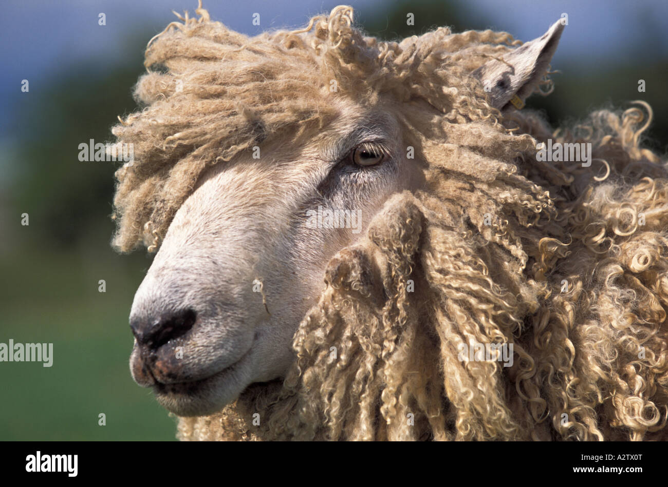 Cotswold lion sheep hires stock photography and images Alamy