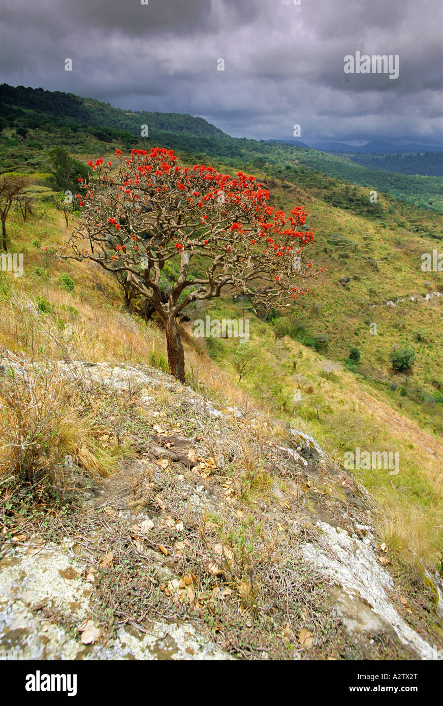 View from Mount Elgon with flowering shrub and montane forest, Kenya, East Africa Stock Photo