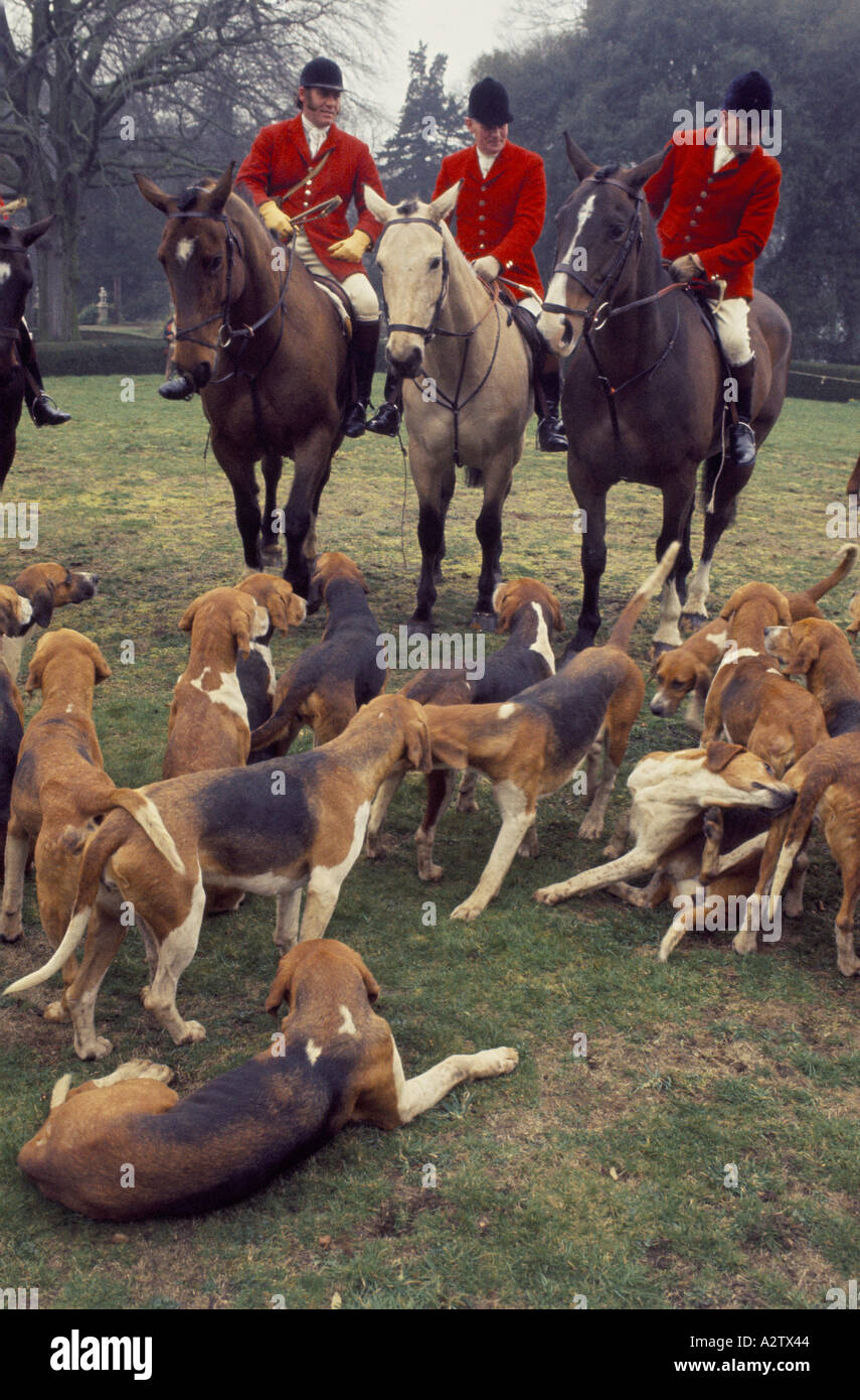 3 hunters in red blazers sit on horses above tussling hounds at the belvoir castle hunt in lincolnshire Stock Photo