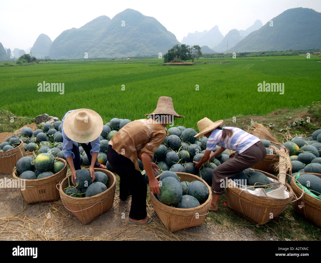 melon farmers photo by Bruce Miller Stock Photo - Alamy