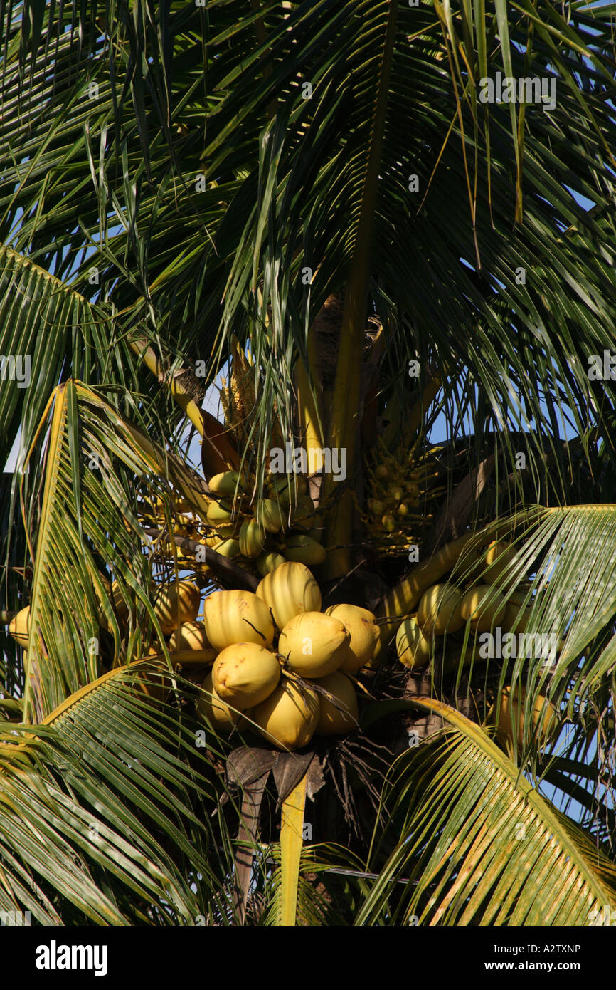 coconut tree bearing fruit Stock Photo Alamy