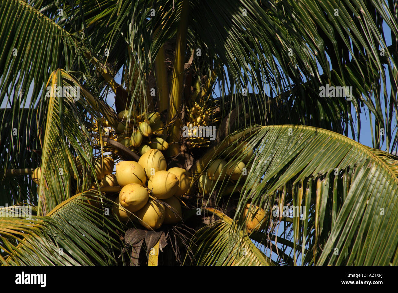 coconut tree bearing fruit Stock Photo Alamy