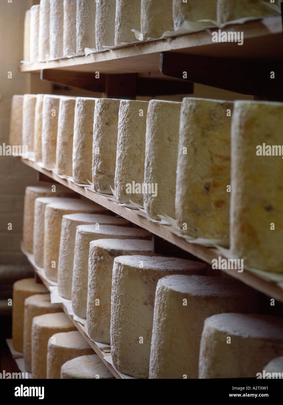 https://c8.alamy.com/comp/A2TXW1/the-rind-of-a-young-maturing-stilton-cheese-on-wooden-shelves-in-factory-A2TXW1.jpg