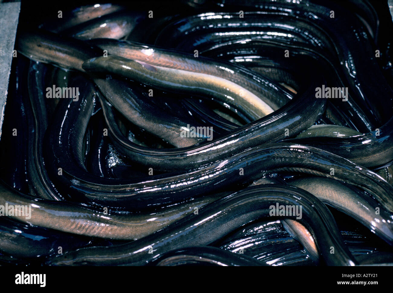 live eel stall Stock Photo Alamy