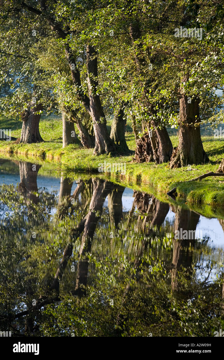 Trees reflected in water at Talybont-on-Usk, Brecon Beacons National ...