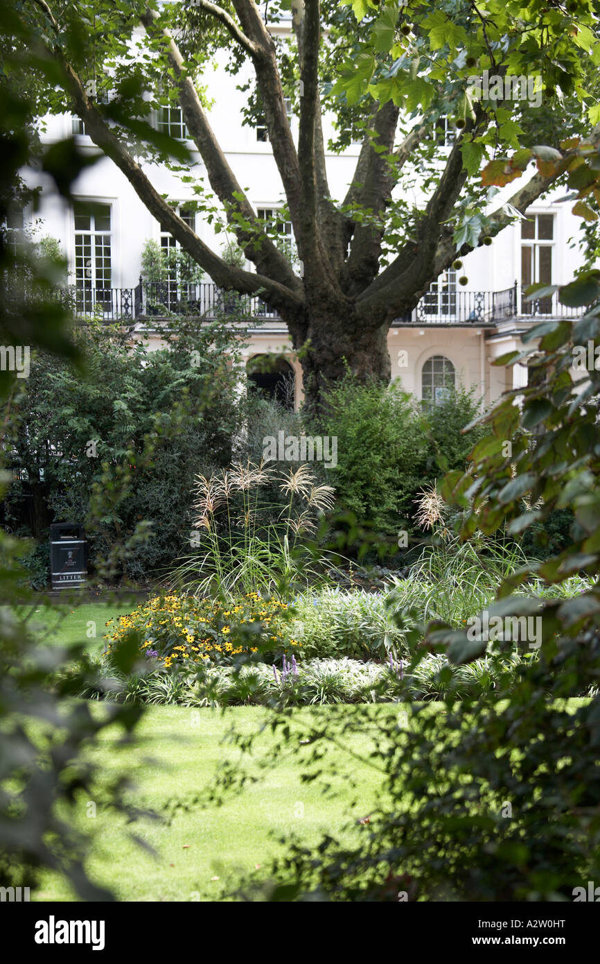 Plane tree and flowers in private gardens of Eaton Square in Belgravia