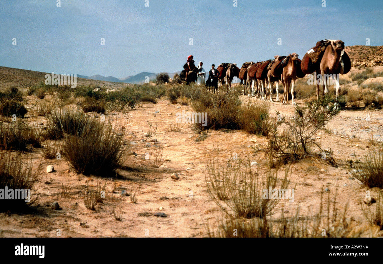 Saudi Arabia Camel Train In Desert Stock Photo