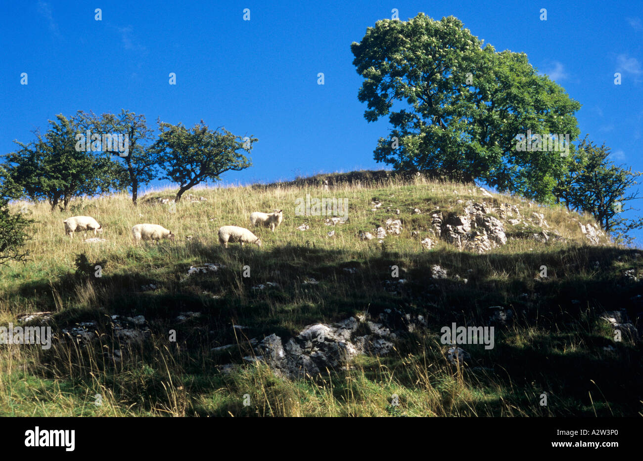 Sheep feeding on grass on a limestone bluff in the Peak District England UK and with a Common ash tree and bushes and blue sky Stock Photo