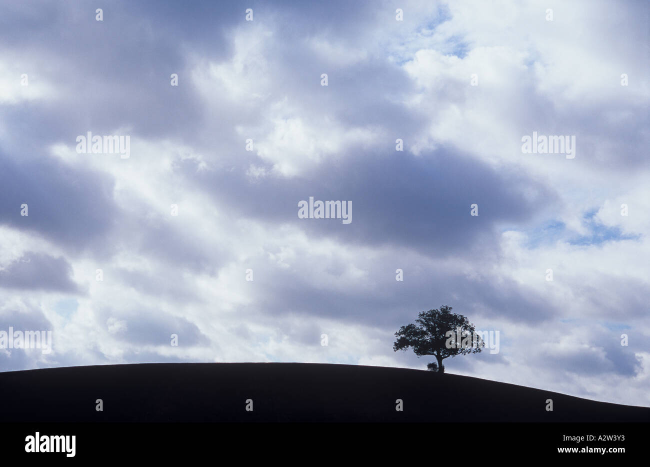 A lone English oak or Quercus robur tree silhouetted on the brow of a sloping hill of ploughed earth with huge cloudy sky above Stock Photo