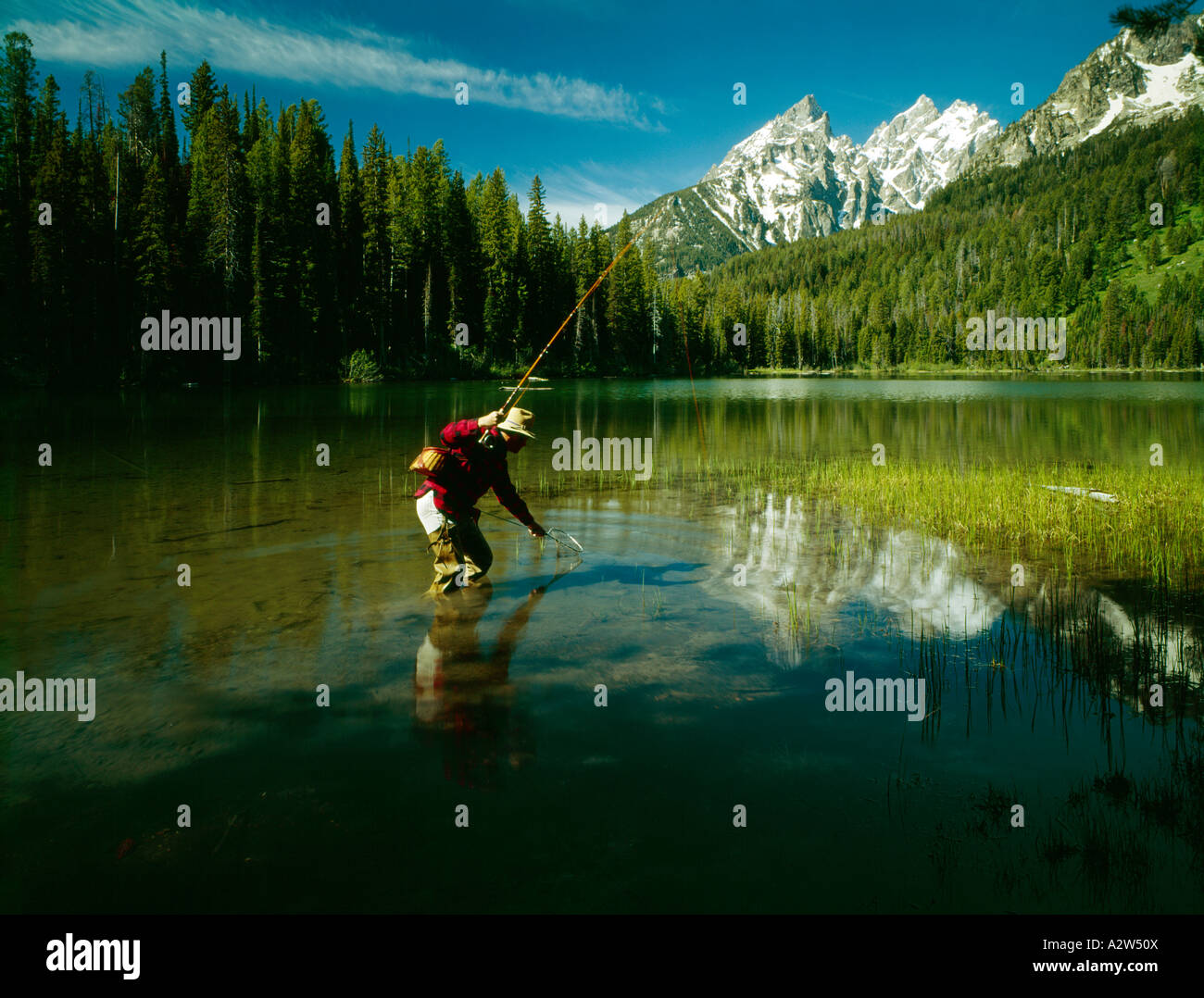 Fisherman netting trout in String Lake under the towering summits of ...