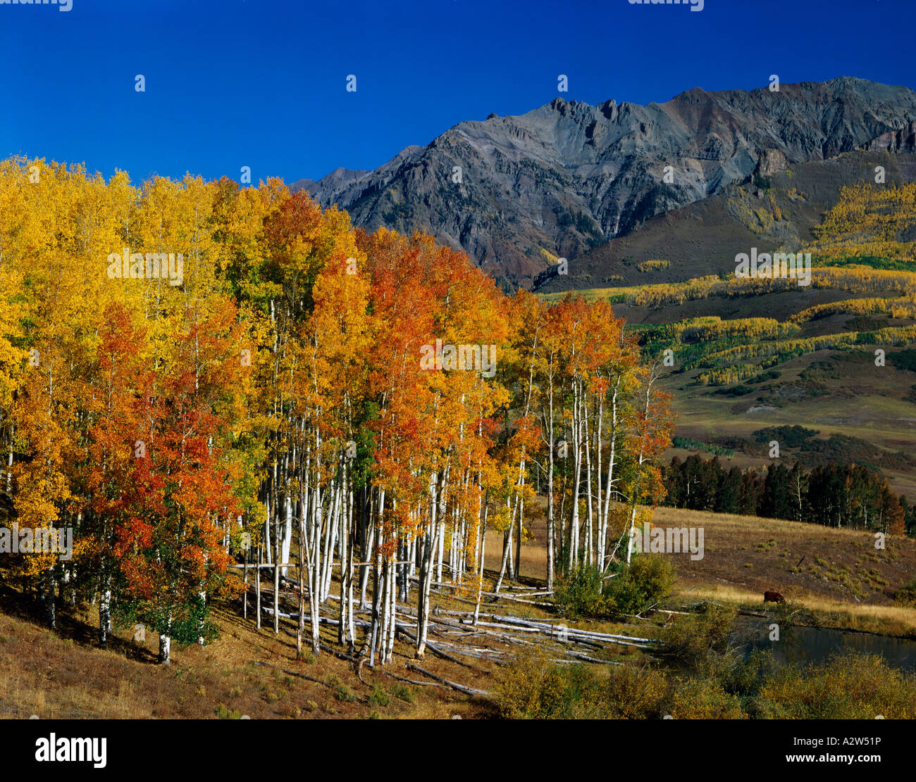 Fall Colors The Aspen Trees In Colorado In September And October Each Fall Colors The Aspen Trees In Colorado In September And October Each