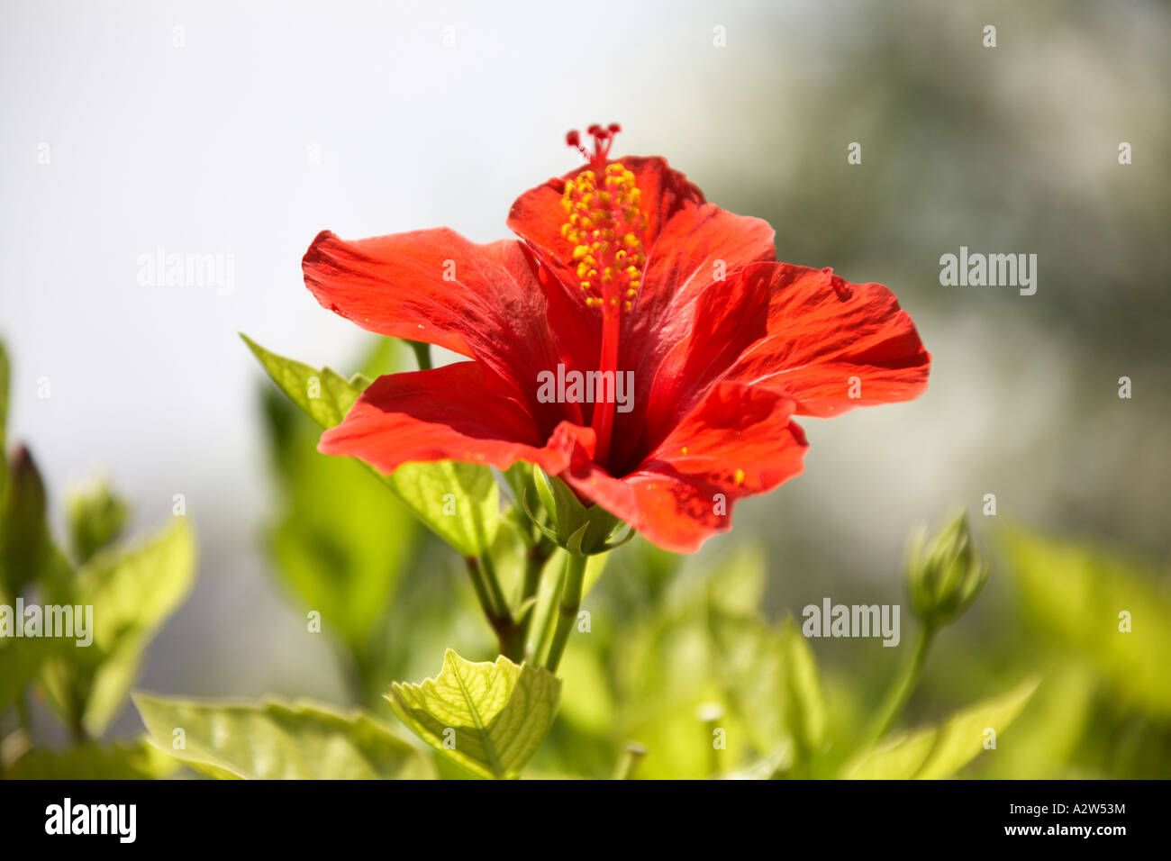 Red Hibiscus flower in Lower Barracca Gardens in Valetta capital city