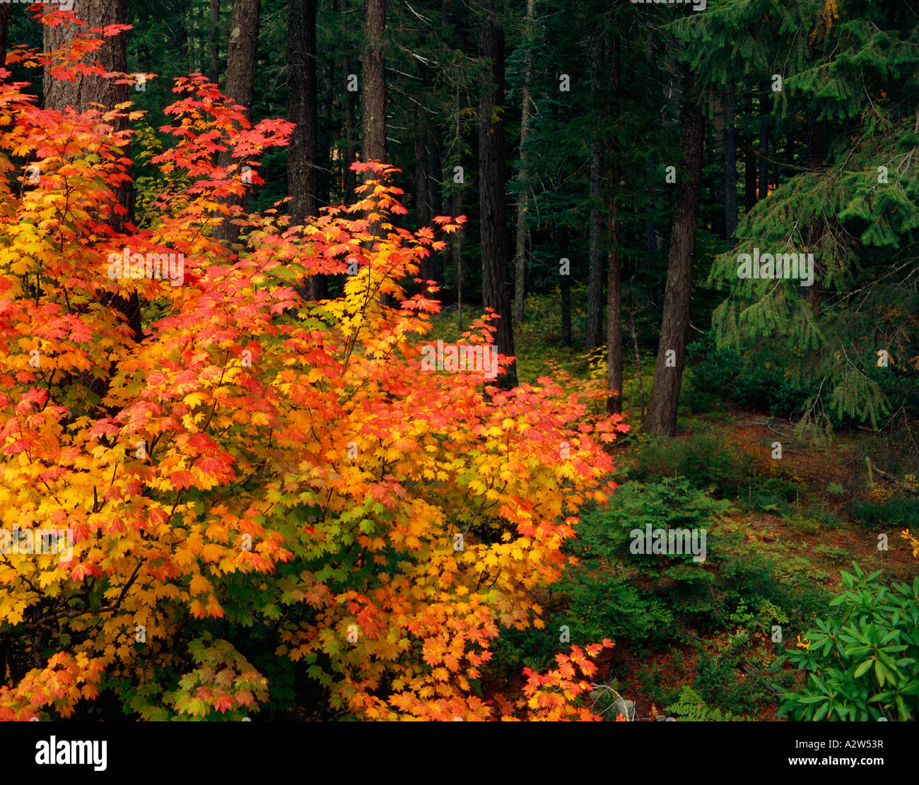Maple tree twisted branches hi-res stock photography and images - Alamy