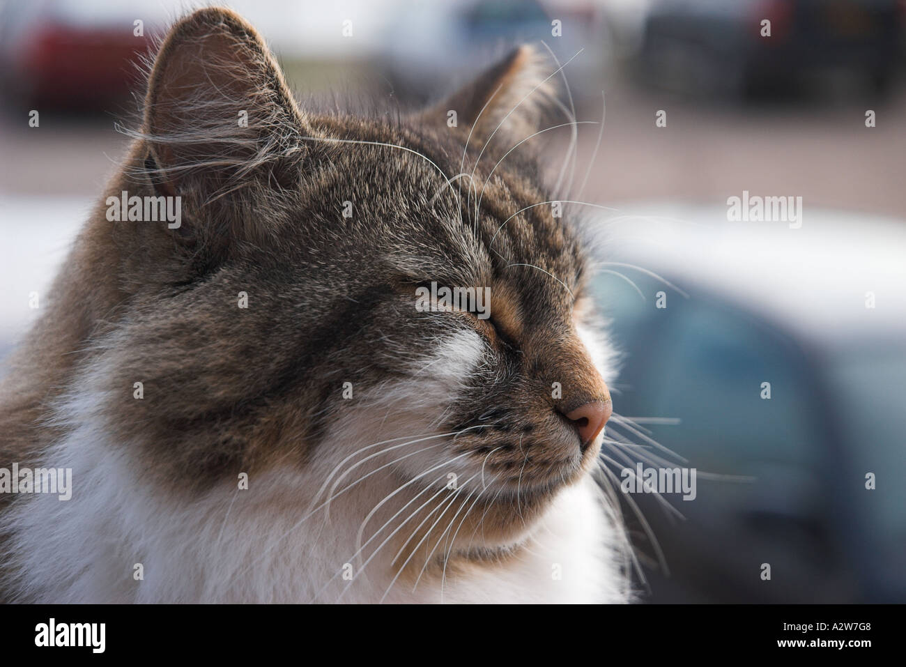 St margaret s at cliffe hires stock photography and images Alamy