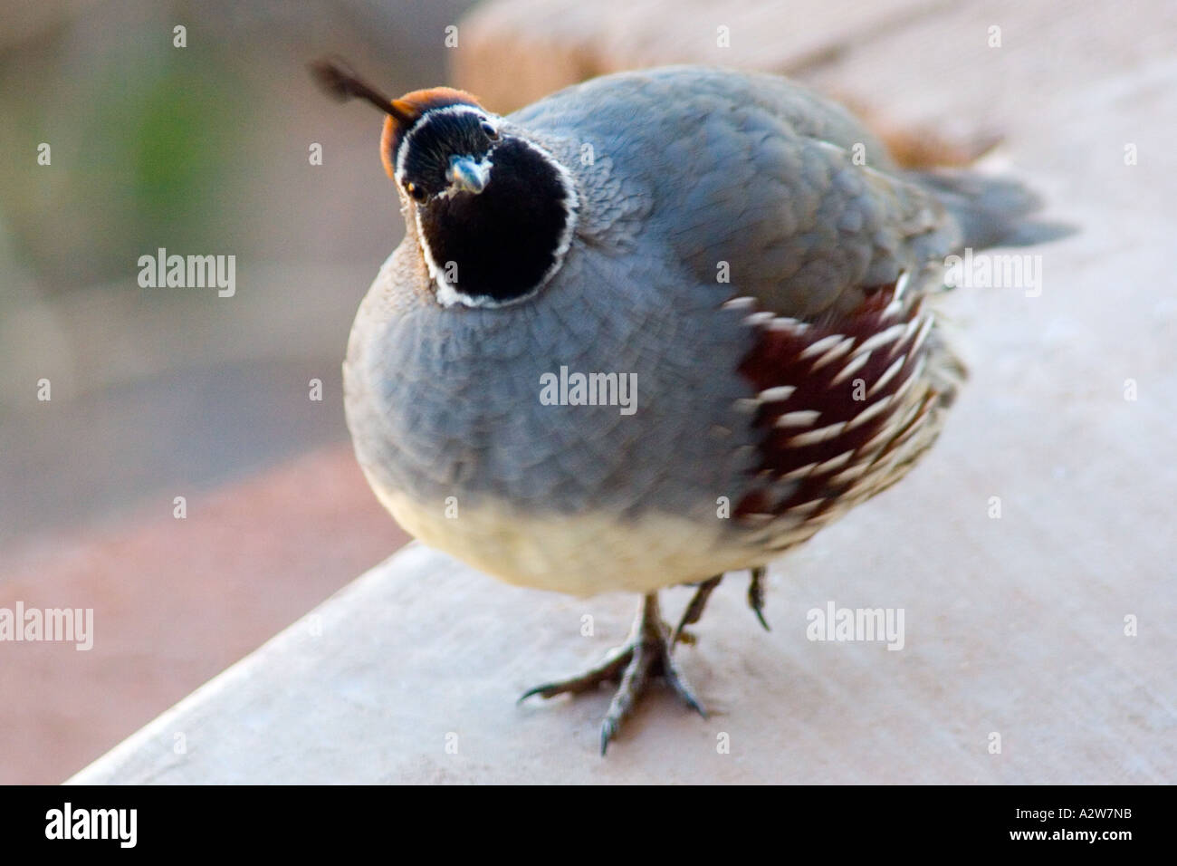 Quizzical Gambels Quail Stock Photo