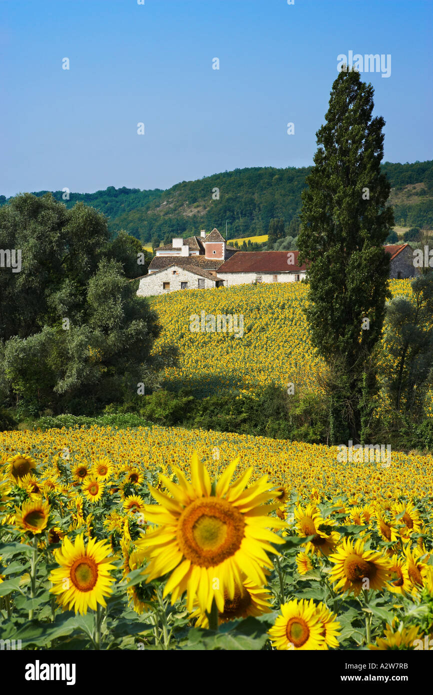 France Aquitaine Lot et Garonne Field of sunflowers Stock Photo Alamy