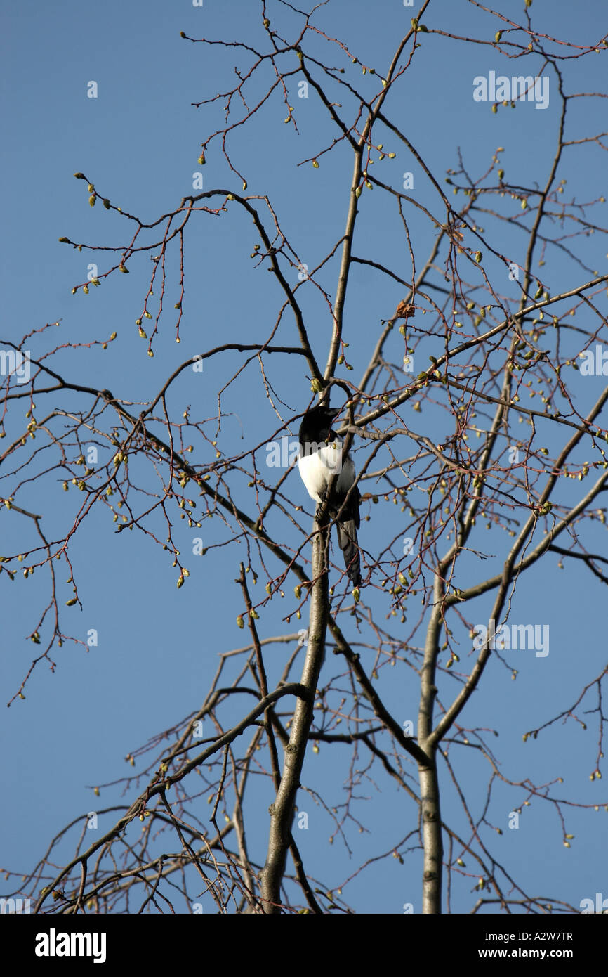 Magpie in a tree in winter in Muswell HIll London N10 England Stock Photo