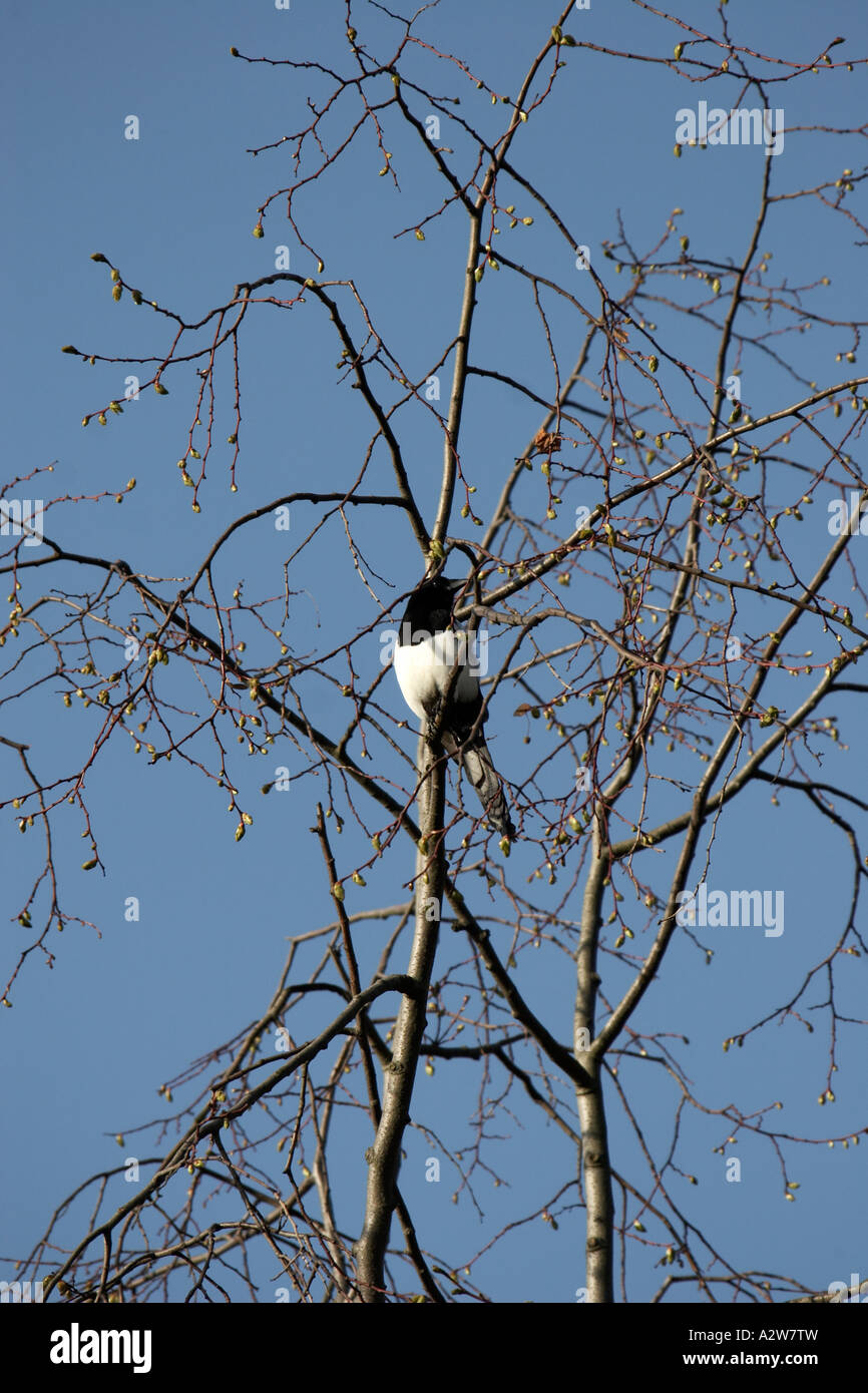 Magpie in a tree in winter in Muswell HIll London N10 England Stock Photo