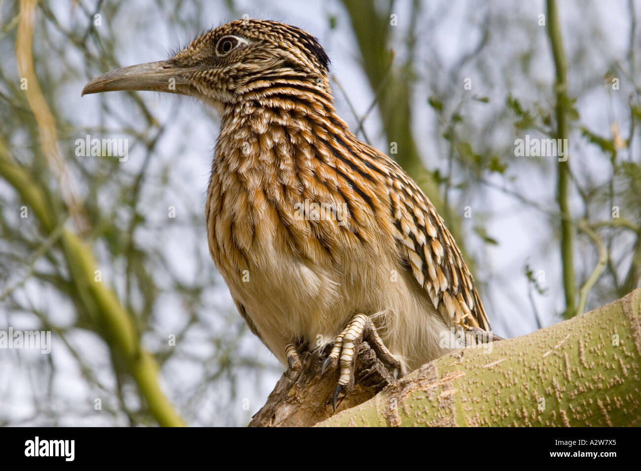 Young Greater Roadrunner perched in a Palo Brea Tree Stock Photo Alamy