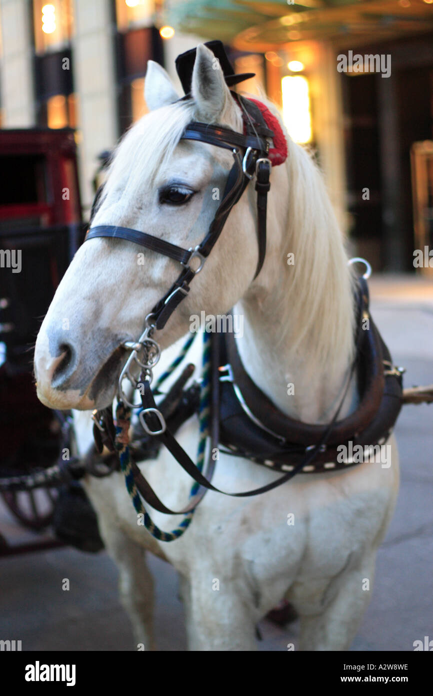 Chicago horse carriage hi-res stock photography and images - Alamy