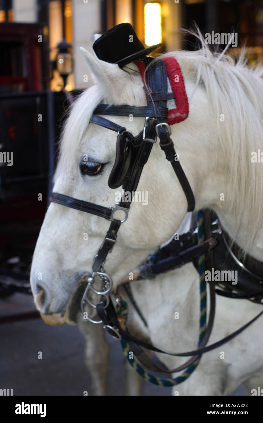 Horse pulling carriage hi-res stock photography and images - Alamy