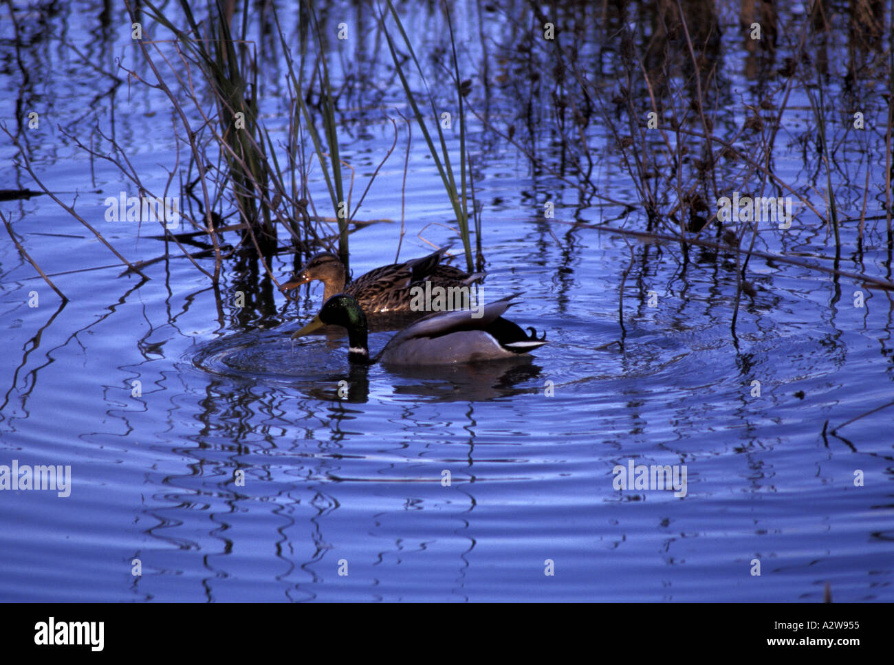 Mallard Stock Photo