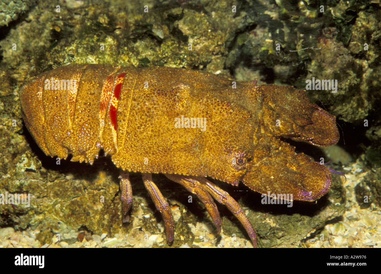 Mediterranean slipper lobster Stock Photo Alamy