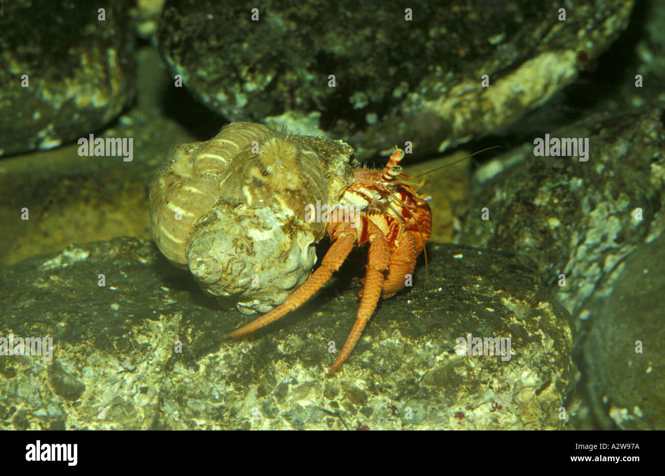 Hermit hi-res stock photography and images - Alamy