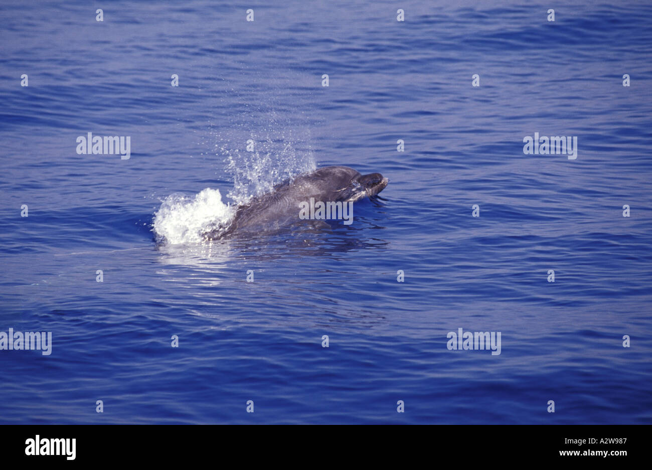 Bottlenosed dolphin Stock Photo