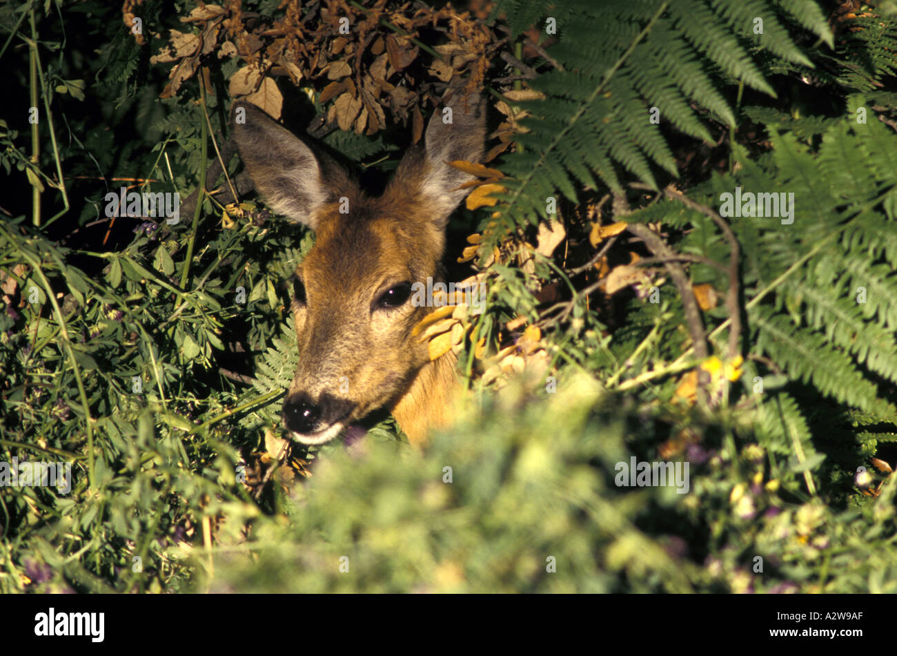 Roe hi-res stock photography and images - Alamy