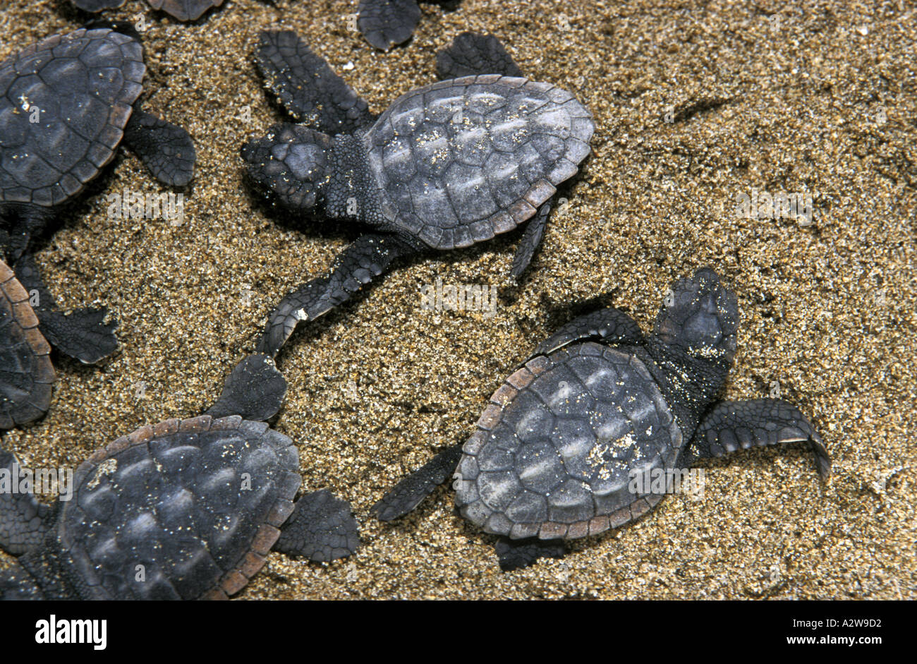 Loggerhead sea turtle Stock Photo Alamy