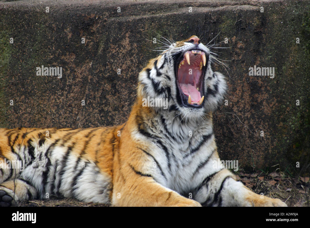 Bengal tiger yawning Stock Photo - Alamy