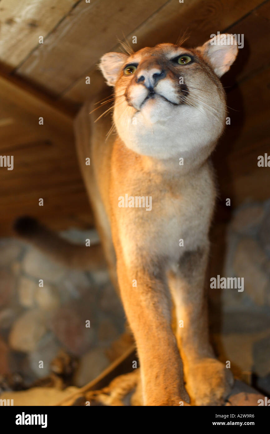 Dissected animal hi-res stock photography and images - Page 2 - Alamy Dissected animal hi-res stock photography and images - Page 2 - Alamy