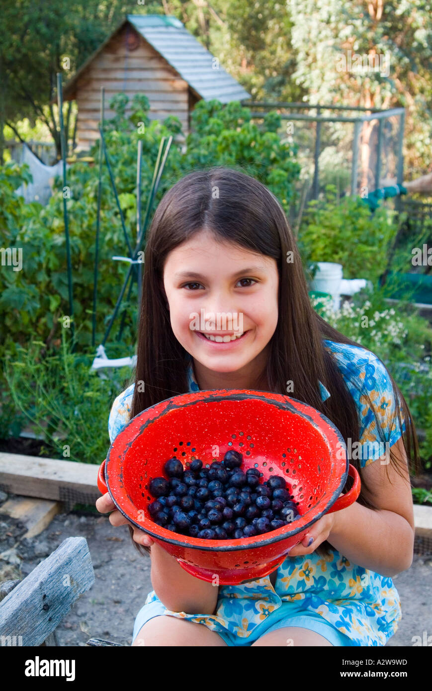 Young girl with red enamel colander of organically grown blueberries Stock Photo