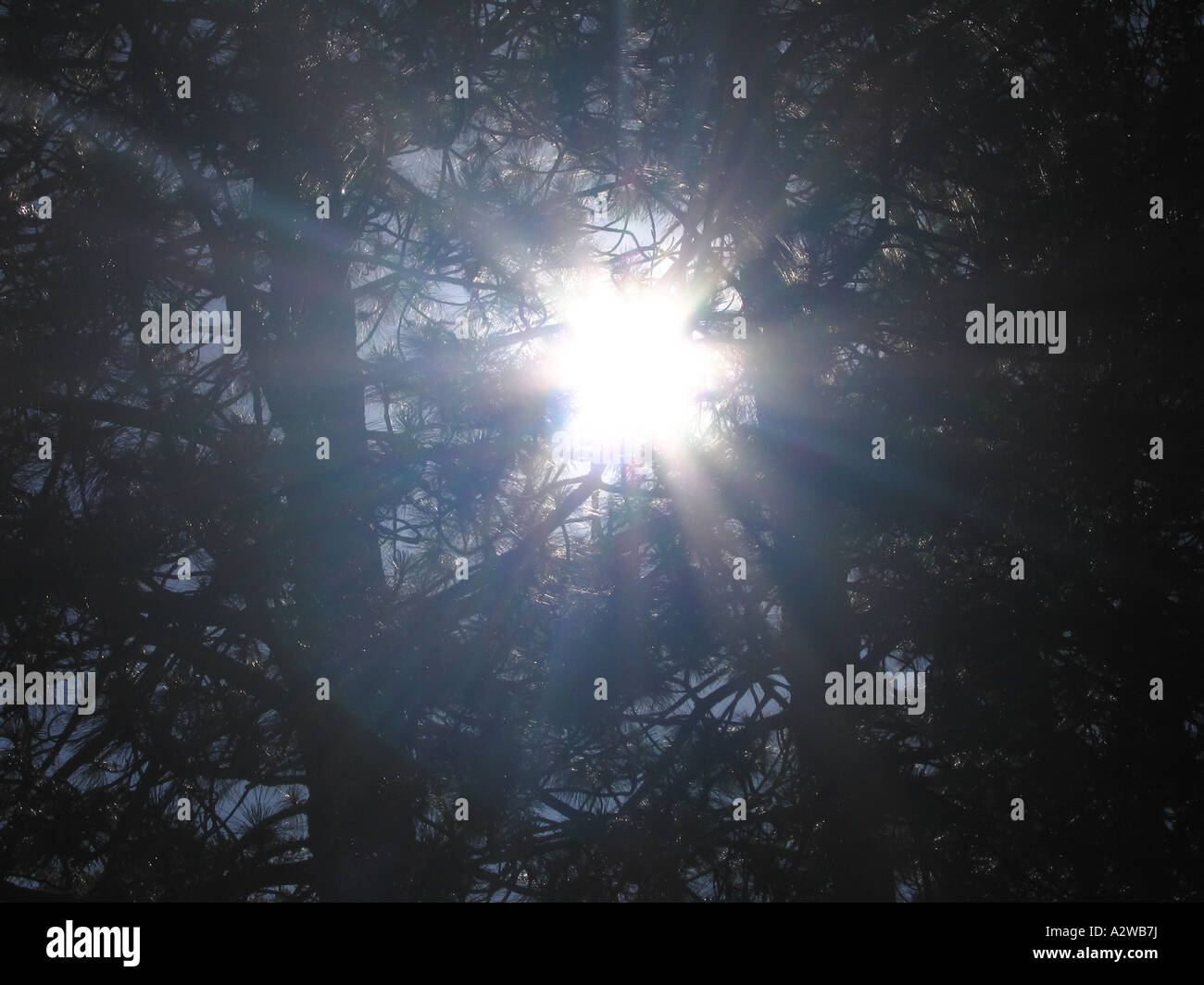 Looking up at sunlight streaming down through trees in Yosemite National Park California USA Stock Photo