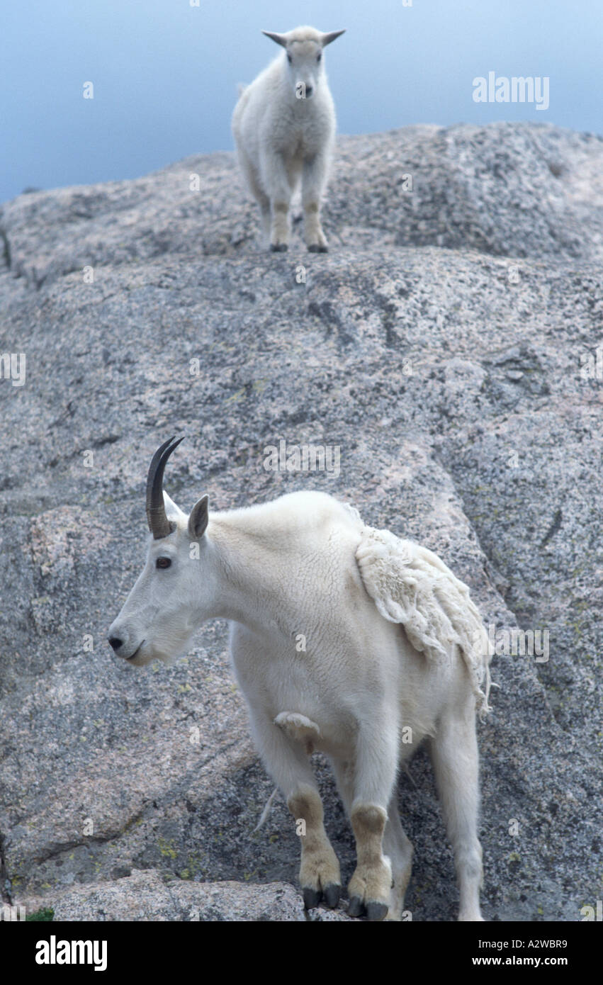 Mother and kid mountain goats on Mt Evans Colorado USA Stock Photo - Alamy